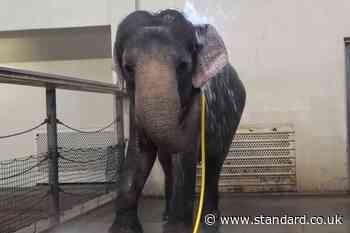 Scientists amazed as zoo elephant uses water hose to shower herself