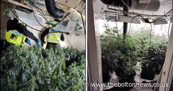 One arrested after cannabis farm discovered in raid