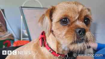 Call for fireworks restrictions after dog's death