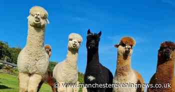 Alpaca walking business CAN continue at farm