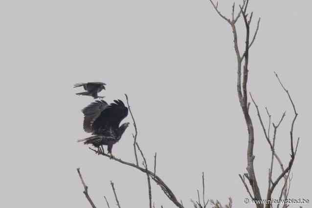 ‘Vliegende deur’ levert machtige natuurfoto’s op, Natuurpunt acht het uitgesloten dat zeearend zich settelt in Viersels Gebroekt