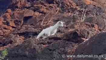 Hawaii gripped by saga of frightened white baby goat trapped on high cliff ledge