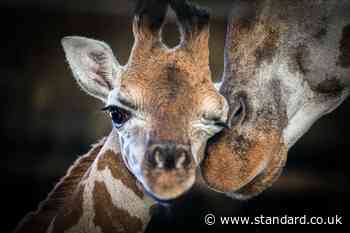 ‘Determined and curious’ giraffe calf dies at zoo