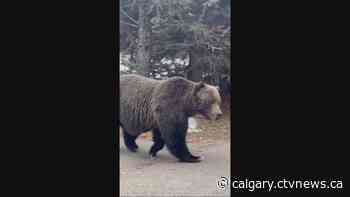 The Boss, Banff's biggest grizzly, visits Bow Valley backyard for crab apples