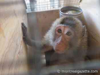 Researchers beg Canada to stop importing monkeys for experimentation