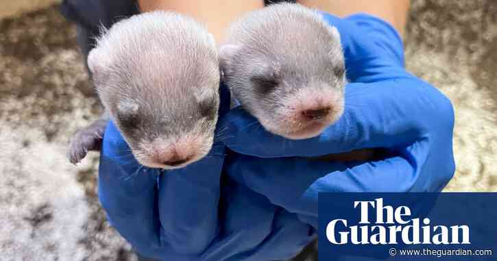 Cloned black-footed ferret gives birth in ‘major milestone’ for conservationists