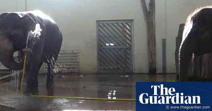 Elephants can wash with a hose – and sabotage shower time, scientists say