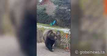 ‘The Boss’ reminds Canmore residents to remain bear aware