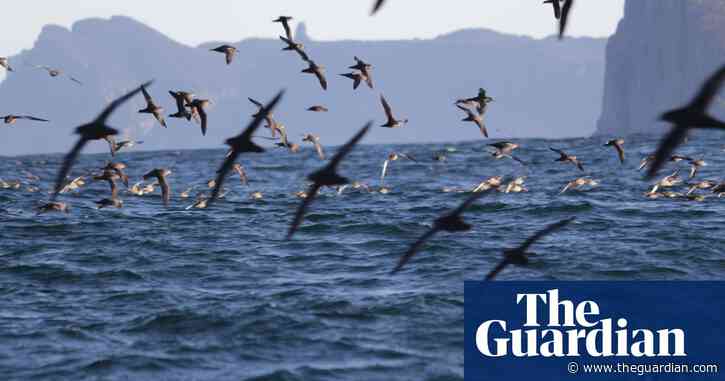 Thousands of dead seabirds are washing up on Australia’s beaches. Researchers want to know why