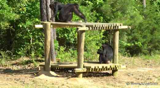 Chimps at Alamogordo facility expected to move to Louisiana sanctuary