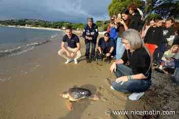 Retour en mer dans la baie des Issambres pour Marina la tortue caouanne blessée