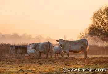 Bluetongue restriction zone extended to cover more counties