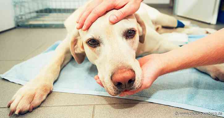 Fasching: Tiere unter Stress