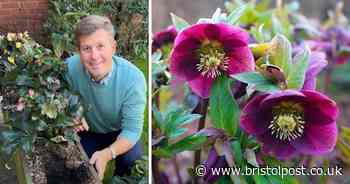 Discover the perfect winter bloom to plant now for a stunning display