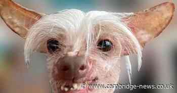 Meet Cambridgeshire's ugliest dog in the running to win British crown