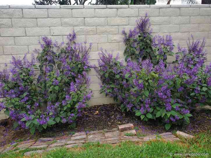 Some beloved Southern California gardening nurseries are closing