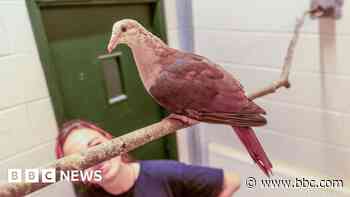 Rare pink pigeon successfully reared at zoo