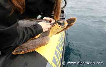 Sauvée par un pêcheur début octobre, la tortue caouanne Tamia a retrouvé la mer à Cannes