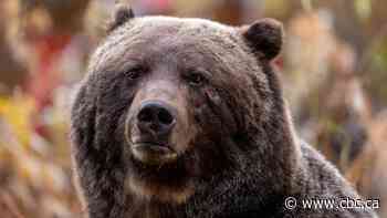 Massive Alberta grizzly bear known as 'The Boss' spotted in Canmore area