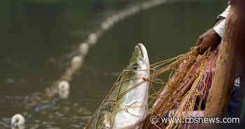 Severe droughts threaten sustainable catch of the Amazon's giant fish