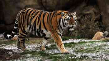 PETA slams LSU decision to have a live caged tiger at game against Alabama