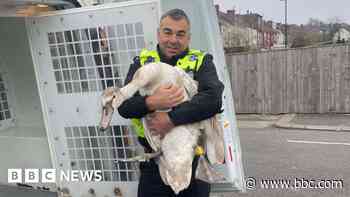 Police officer detains uncooperative runaway swan