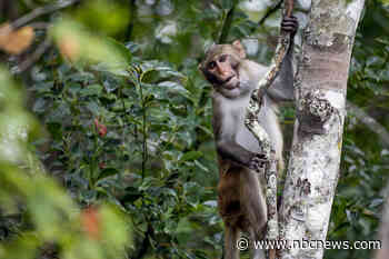 1 of the escaped South Carolina monkeys found unharmed, officials say