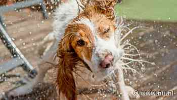 Wetenschappers weten eindelijk waarom honden schudden om droog te worden