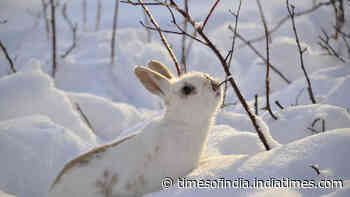 5 animals that turn white in winter