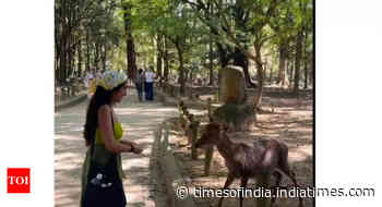 Watch: Japan’s Nara deer bows back to Indian woman