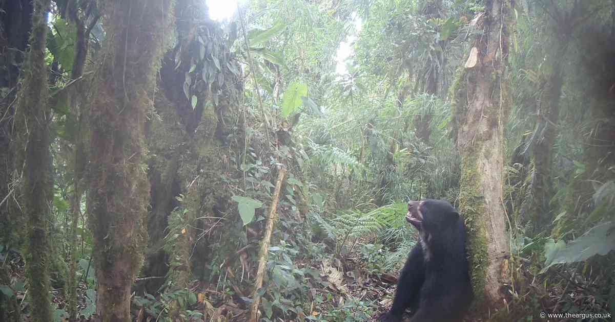 Researchers bid to save 'real-life Paddington' as bears come under threat