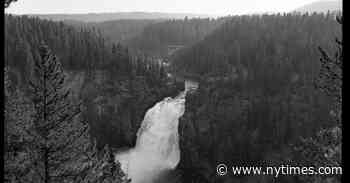 You Can Partly Blame TV For The Demise Of Yellowstone National Park