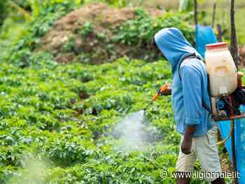 Tumore alla prostata, 22 pesticidi aumentano l'incidenza: quali sono i più letali