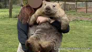 Why this photo of an Aussie cuddling a wombat at Taralga Wildlife Park has sparked a fierce debate: 'This is not a pet'