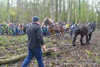 Trekpaarden stelen de show in Bos t’Ename: van bewondering voor boomslepen tot schateren op vliegend tapijt