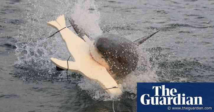 LED lights on underside of surfboards may deter great white shark attacks