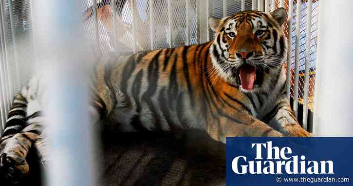 Louisiana governor criticized over live tiger show at university football game