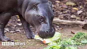 London Zoo animals feast for market's anniversary