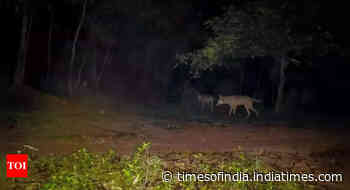 Call of the wild: 10 camera traps capture ‘urban’ wolves of West Bengal's Durgapur in 3 packs