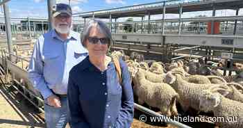 Limited restocker demand and processor backlog soften Dubbo's goat market