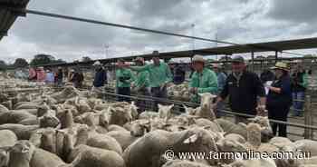 Springing towards Christmas; store lamb supply up across southern states