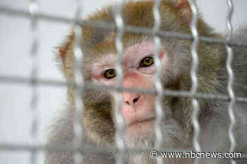 13 research monkeys remain at large as S.C. authorities announce 5 more captured