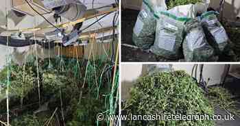 45 cannabis plants seized following tip-off from public