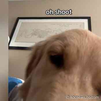 WATCH:  This hilarious pup shows us how often we should actually feed our dog in viral video