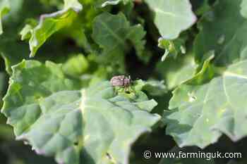 OSR growers urged to watch out for signs of rape winter stem weevil