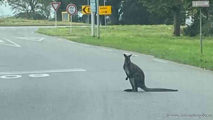 Ontsnapte wallaby huppelt al weken rond: 'Kan goed in het wild overleven'