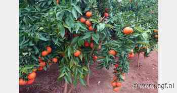 Vroege oogst Sando clementine in Spanje biedt meer ruimte op de markt