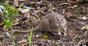 Garden experts share 7 tips for keeping rats out of your garden