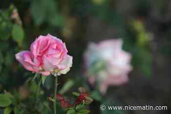 L'opération au profit de la recherche médicale du Rotary Club "Les Roses de l'espoir" revient ce samedi à Menton