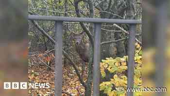 Stag shot dead by police in school grounds